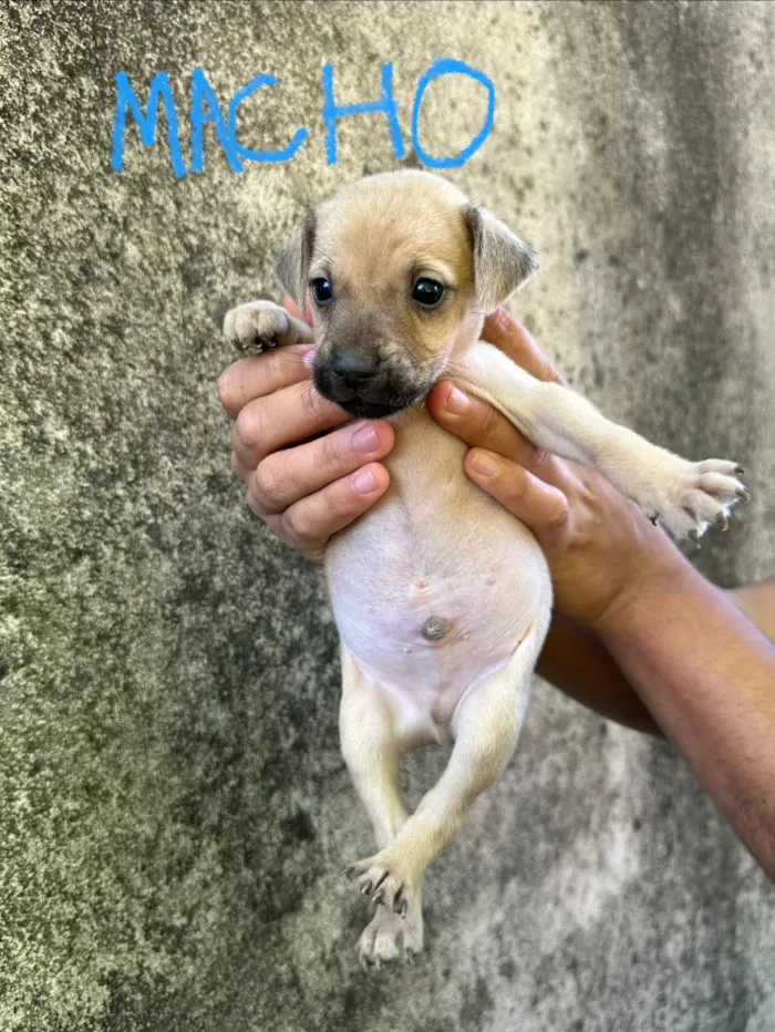 Cachorro raça SRD-ViraLata idade Abaixo de 2 meses nome Sem nome