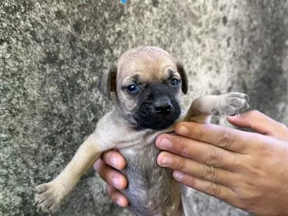 Cachorro raça SRD-ViraLata idade Abaixo de 2 meses nome Sem nome