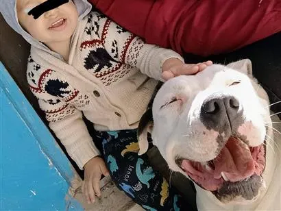 Cachorro raça SRD-ViraLata idade 5 anos nome Akira