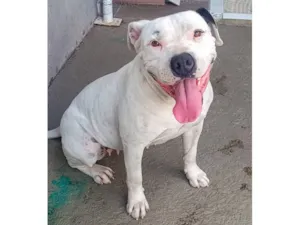 Cachorro raça SRD-ViraLata idade 5 anos nome Akira