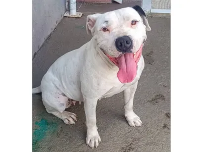 Cachorro raça SRD-ViraLata idade 5 anos nome Akira