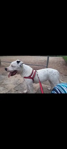 Cachorro raça SRD-ViraLata idade 5 anos nome Akira