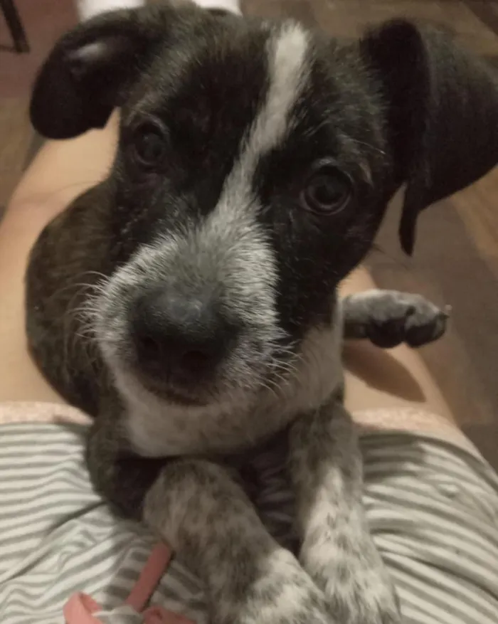 Cachorro raça SRD-ViraLata idade 2 a 6 meses nome joly 