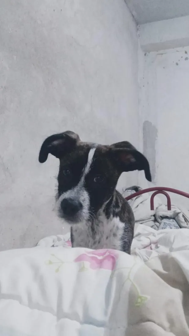 Cachorro raça SRD-ViraLata idade 2 a 6 meses nome joly 