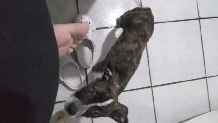 Cachorro raça SRD-ViraLata idade 2 a 6 meses nome joly 