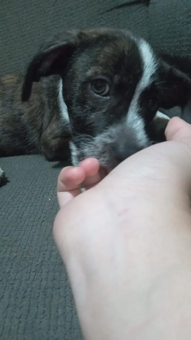 Cachorro raça SRD-ViraLata idade 2 a 6 meses nome joly 