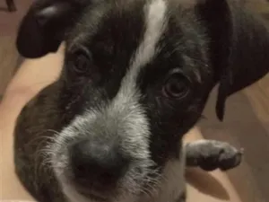 Cachorro raça SRD-ViraLata idade 2 a 6 meses nome joly 
