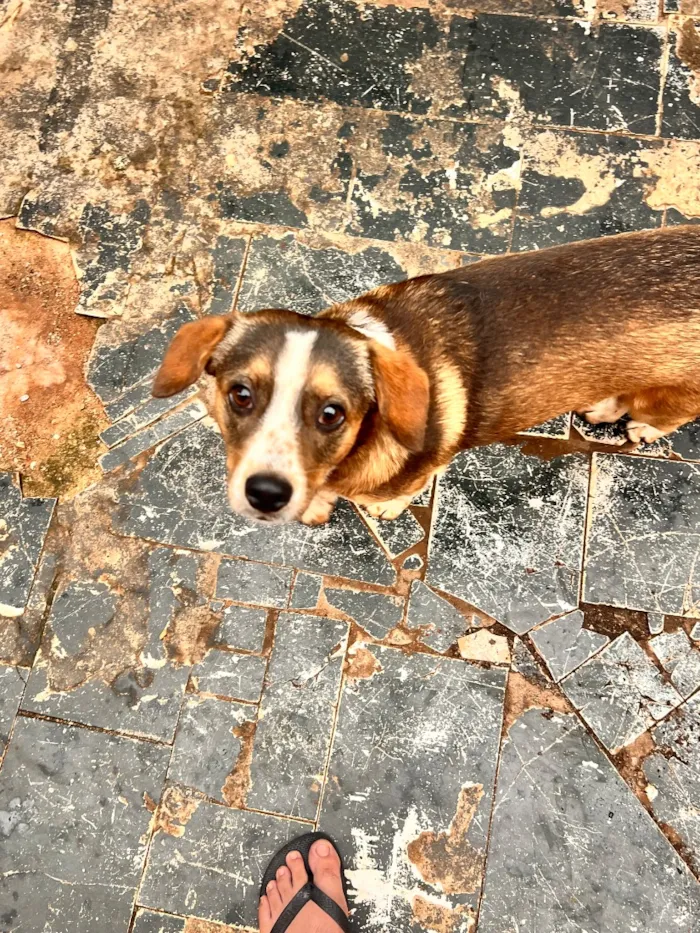 Cachorro raça SRD-ViraLata idade 1 ano nome Fred