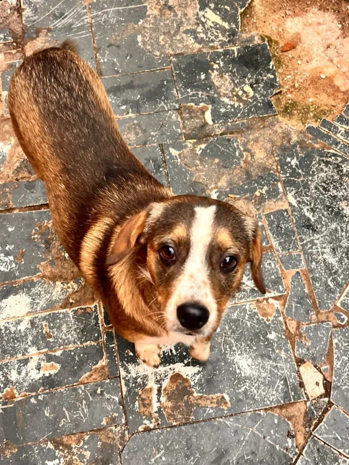 Cachorro raça SRD-ViraLata idade 1 ano nome Fred