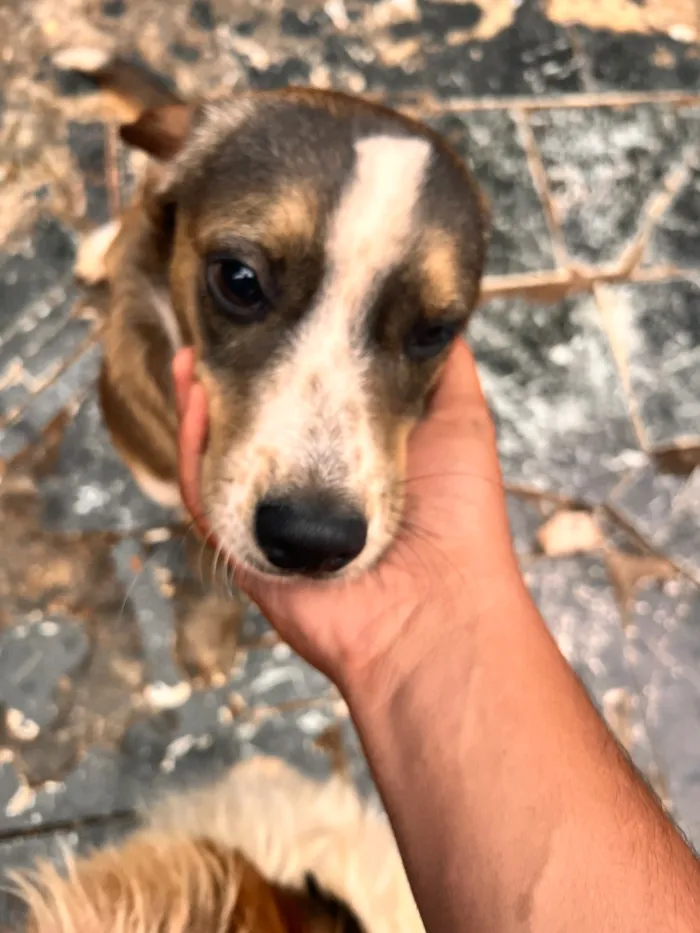 Cachorro raça SRD-ViraLata idade 1 ano nome Fred