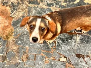 Cachorro raça SRD-ViraLata idade 1 ano nome Fred
