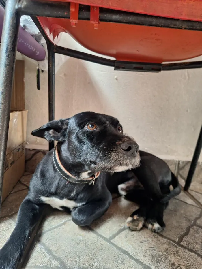 Cachorro raça SRD-ViraLata idade 6 ou mais anos nome Sasuke