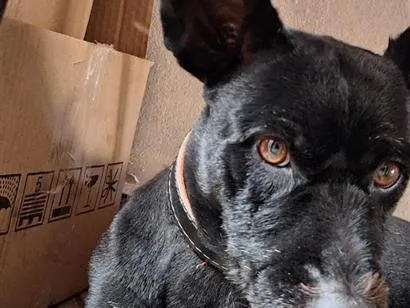 Cachorro raça SRD-ViraLata idade 6 ou mais anos nome Sasuke