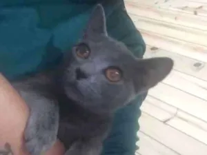 Gato raça SRD-ViraLata idade 7 a 11 meses nome Jade