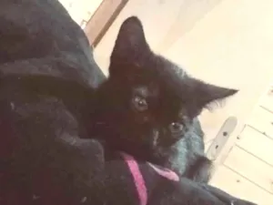 Gato raça SRD-ViraLata idade 2 a 6 meses nome Nico ou Negrinho