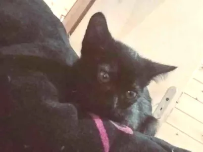 Gato raça SRD-ViraLata idade 2 a 6 meses nome Nico ou Negrinho