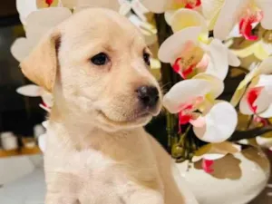 Cachorro raça SRD-ViraLata idade Abaixo de 2 meses nome Não tem nome ainda.