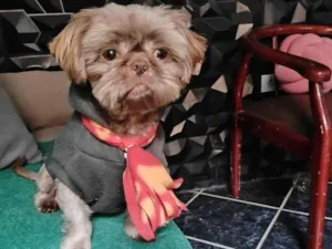 Cachorro raça Shitzu idade 2 anos nome Rico