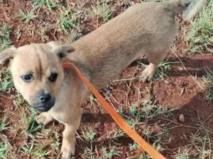 Cachorro raça SRD-ViraLata idade 2 a 6 meses nome cristal 
