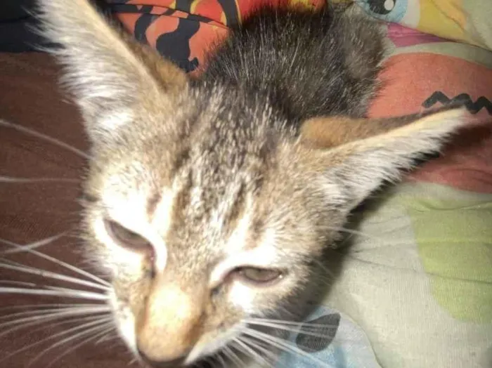 Gato raça SRD-ViraLata idade 2 a 6 meses nome Gatinha 
