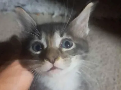 Gato raça SRD-ViraLata idade Abaixo de 2 meses nome rabino(pode trocar)