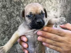 Cachorro raça SRD-ViraLata idade Abaixo de 2 meses nome Sem nome