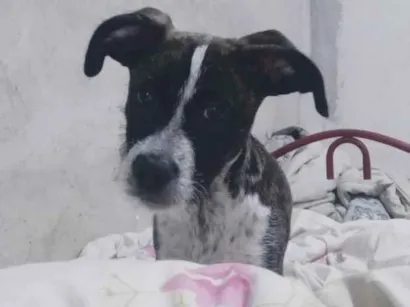 Cachorro raça SRD-ViraLata idade 2 a 6 meses nome joly 
