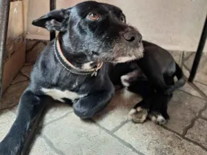 Cachorro raça SRD-ViraLata idade 6 ou mais anos nome Sasuke