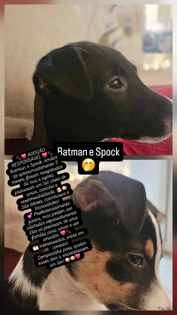 Cachorro raça SRD-ViraLata idade 2 a 6 meses nome Batman e Spock