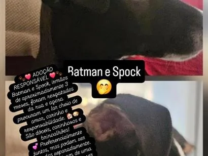 Cachorro raça SRD-ViraLata idade 2 a 6 meses nome Batman e Spock