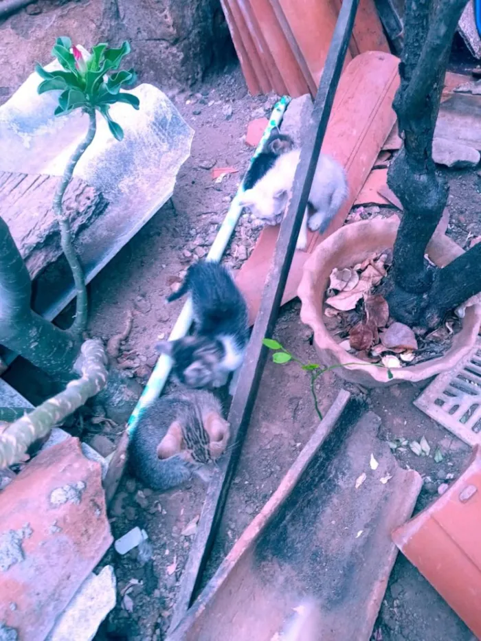 Gato raça SRD-ViraLata idade Abaixo de 2 meses nome A definir por quem adotar 