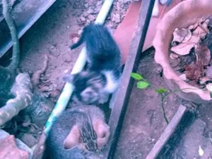 Gato raça SRD-ViraLata idade Abaixo de 2 meses nome A definir por quem adotar 