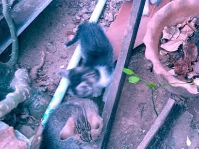 Gato raça SRD-ViraLata idade Abaixo de 2 meses nome A definir por quem adotar 