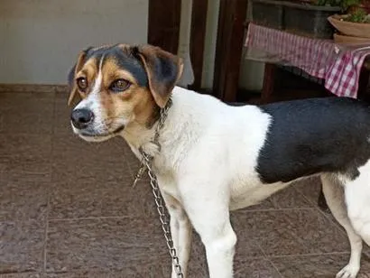 Cachorro raça SRD-ViraLata idade 1 ano nome Amora