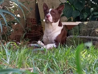 Cachorro raça SRD-ViraLata idade 6 ou mais anos nome Trovão