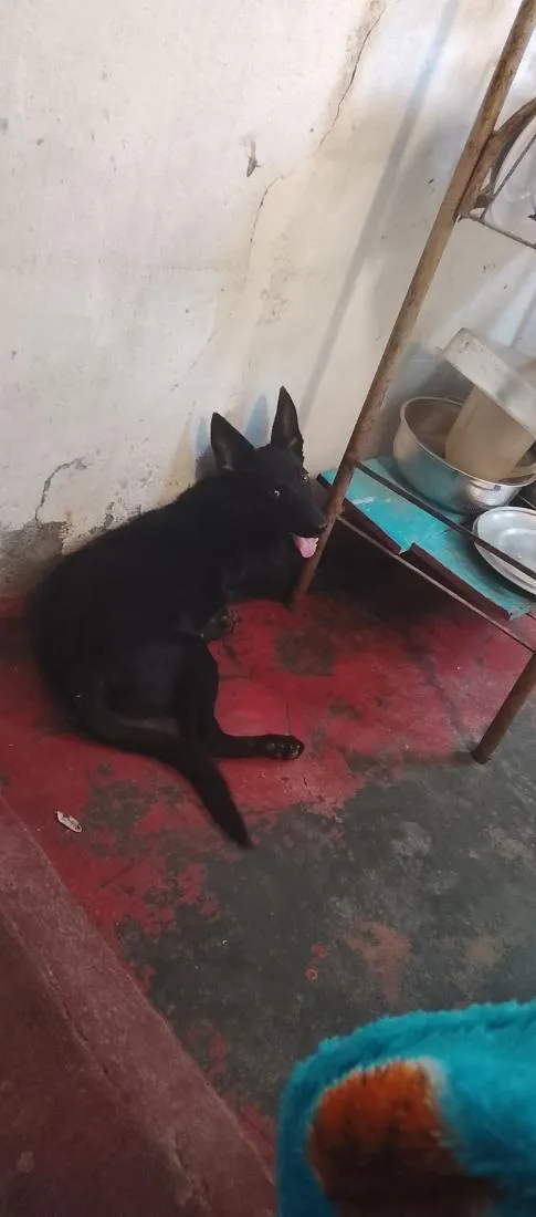 Cachorro raça SRD-ViraLata idade 2 a 6 meses nome Zeus