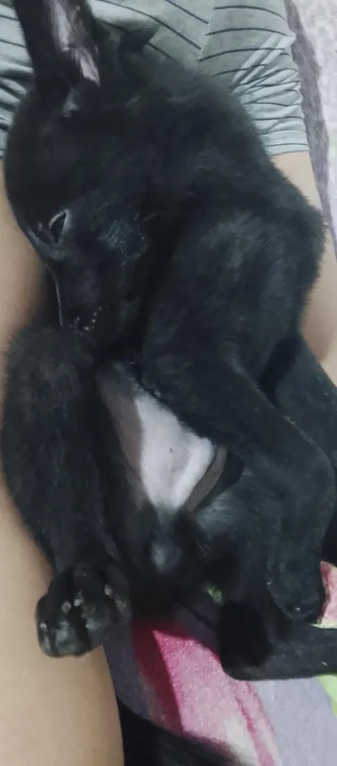 Cachorro raça SRD-ViraLata idade 2 a 6 meses nome Zeus