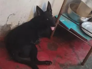 Cachorro raça SRD-ViraLata idade 2 a 6 meses nome Zeus
