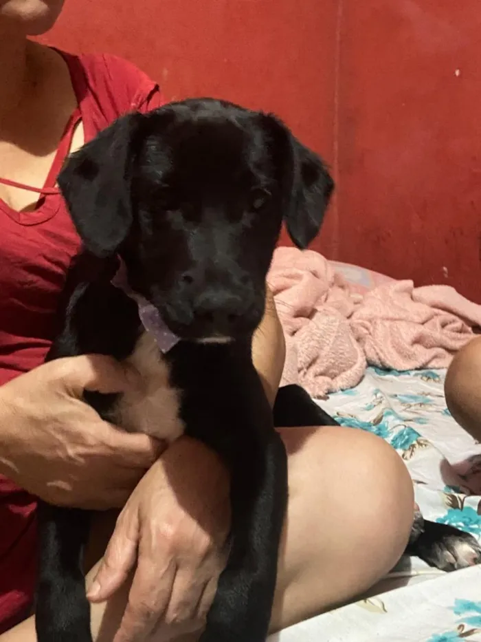 Cachorro raça SRD-ViraLata idade 2 a 6 meses nome Mel
