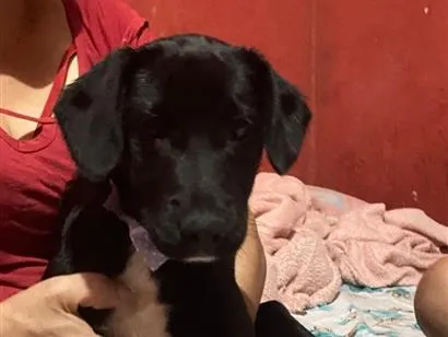Cachorro raça SRD-ViraLata idade 2 a 6 meses nome Mel