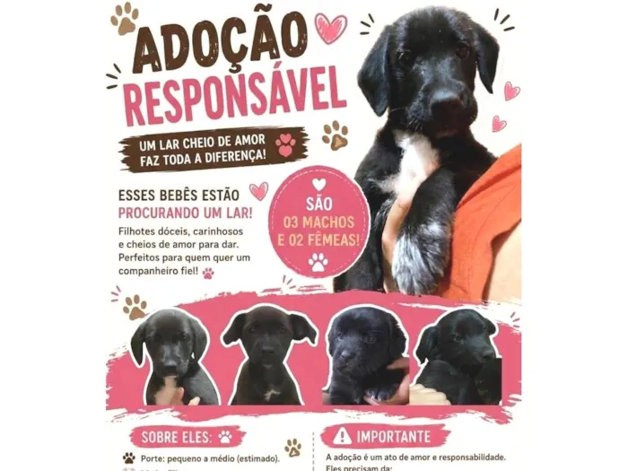 Cachorro raça SRD-ViraLata idade 2 a 6 meses nome Mel, Kiara, Juju, Tom, Bob
