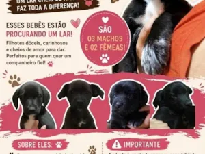 Cachorro raça SRD-ViraLata idade 2 a 6 meses nome Mel, Kiara, Juju, Tom, Bob
