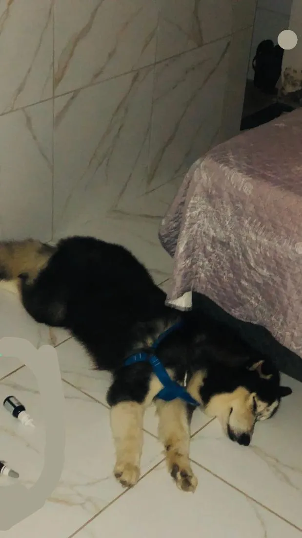 Cachorro raça Pastor Alemão idade 7 a 11 meses nome Apollo