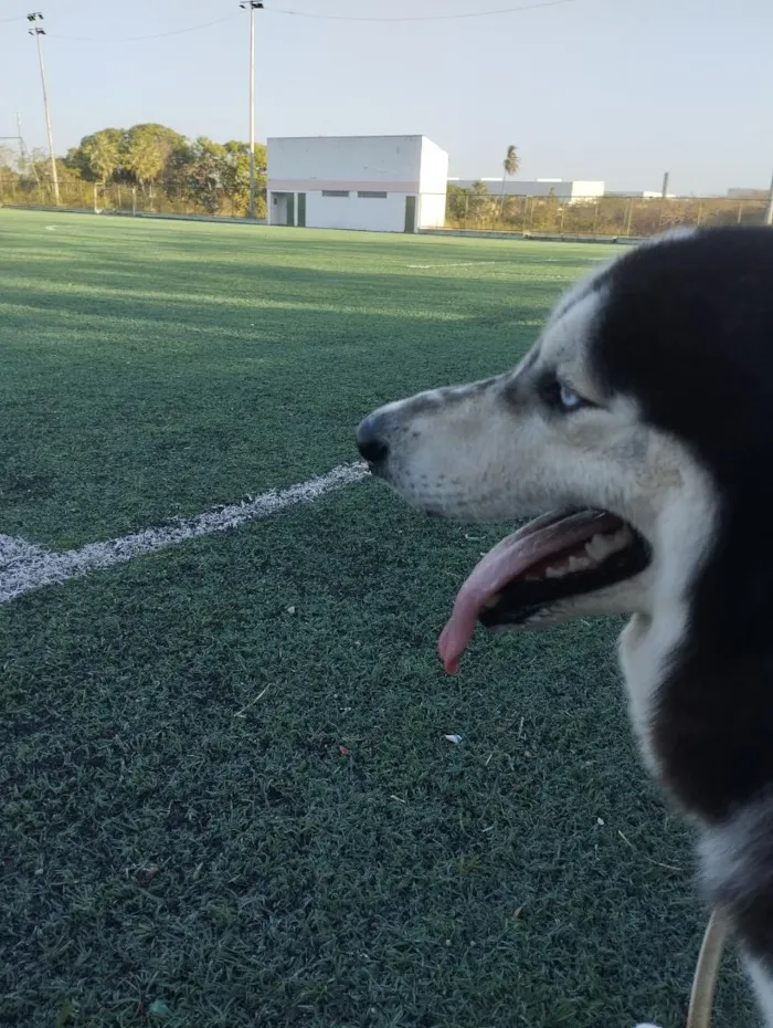 Cachorro raça Pastor Alemão idade 7 a 11 meses nome Apollo