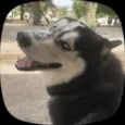Apollo
