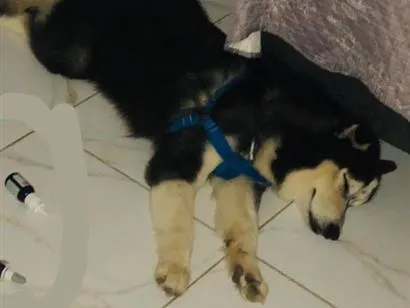 Cachorro raça Pastor Alemão idade 7 a 11 meses nome Apollo