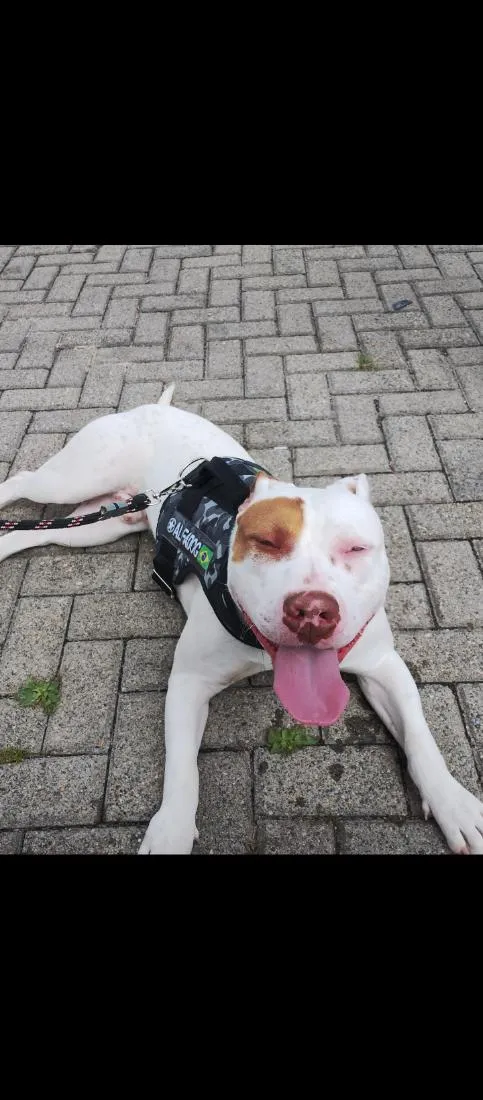 Cachorro raça Pit-Bull idade 2 anos nome Urco