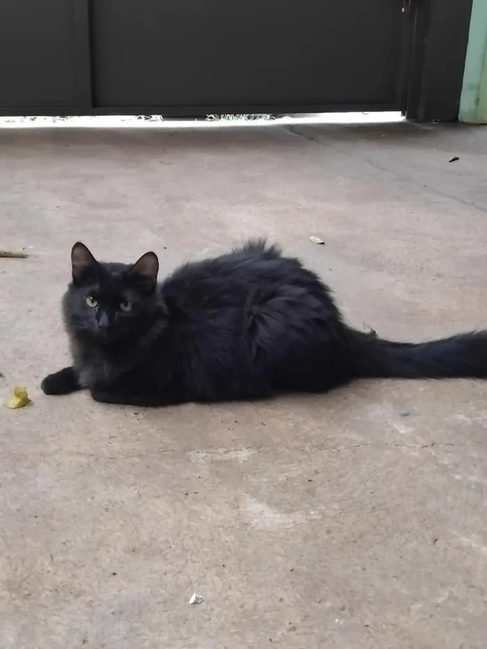 Gato raça SRD-ViraLata idade 7 a 11 meses nome Rubinho