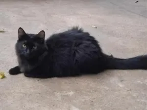 Gato raça SRD-ViraLata idade 7 a 11 meses nome Rubinho