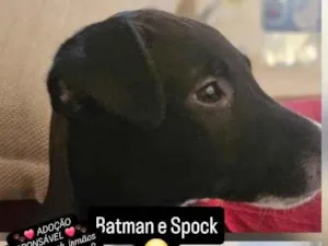 Cachorro raça SRD-ViraLata idade 2 a 6 meses nome Batman e Spock